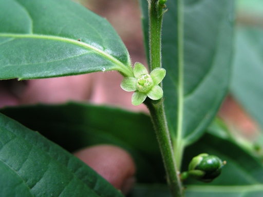 ข่อยหยักซ้อน Rinorea macrophylla (Decne.) Kuntze<br/>VIOLACEAE